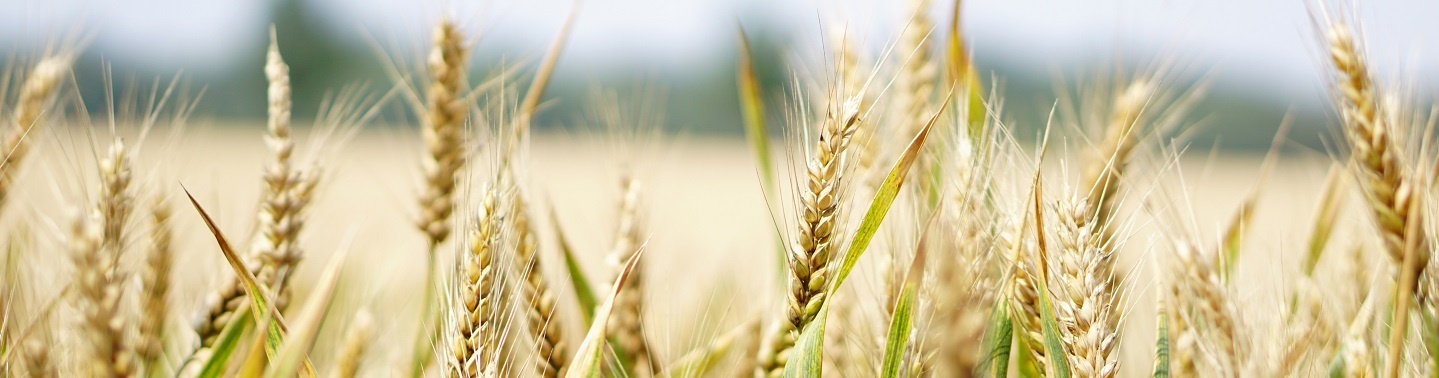 Food Liability